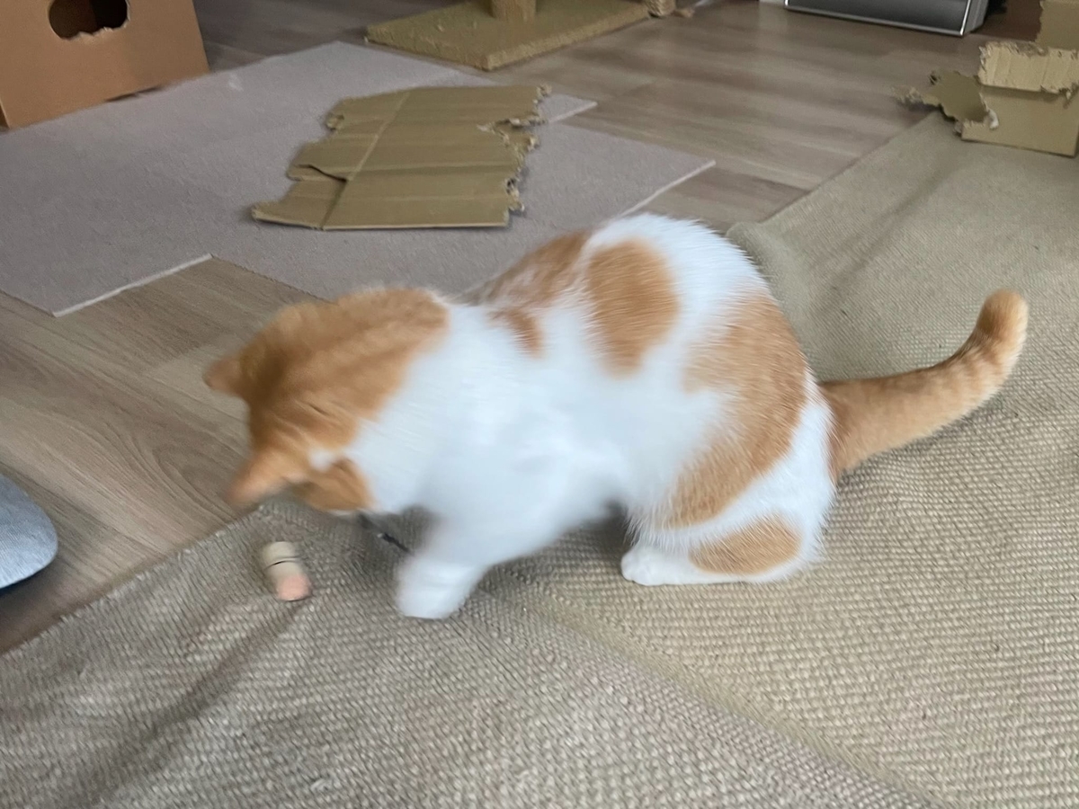 コルクで遊ぶるるちゃん2