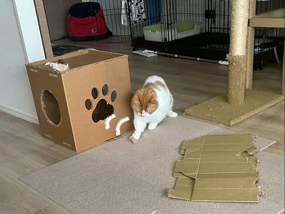 コルクで遊ぶるるちゃん4