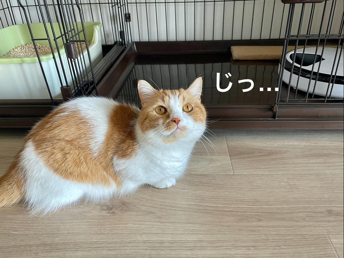 ケージの中に入ってしまったコルクをとってほしいるるちゃん1