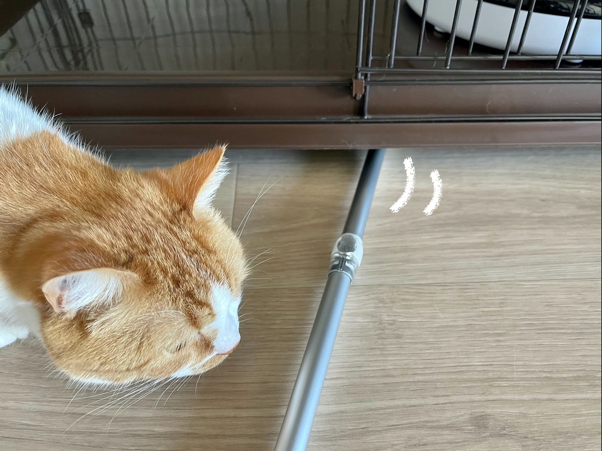 ケージの中に入ってしまったコルクをとってほしいるるちゃん2