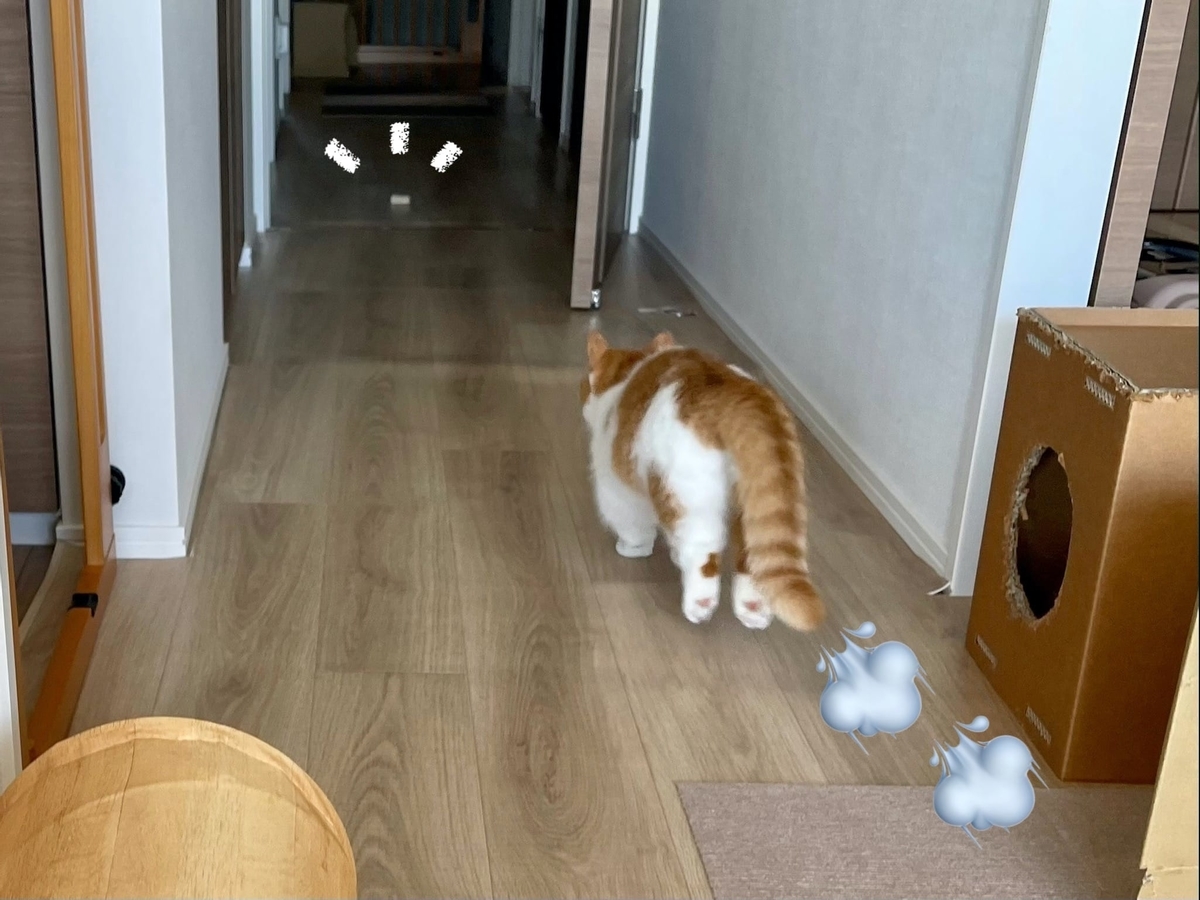 コルクを追いかけるるるちゃん