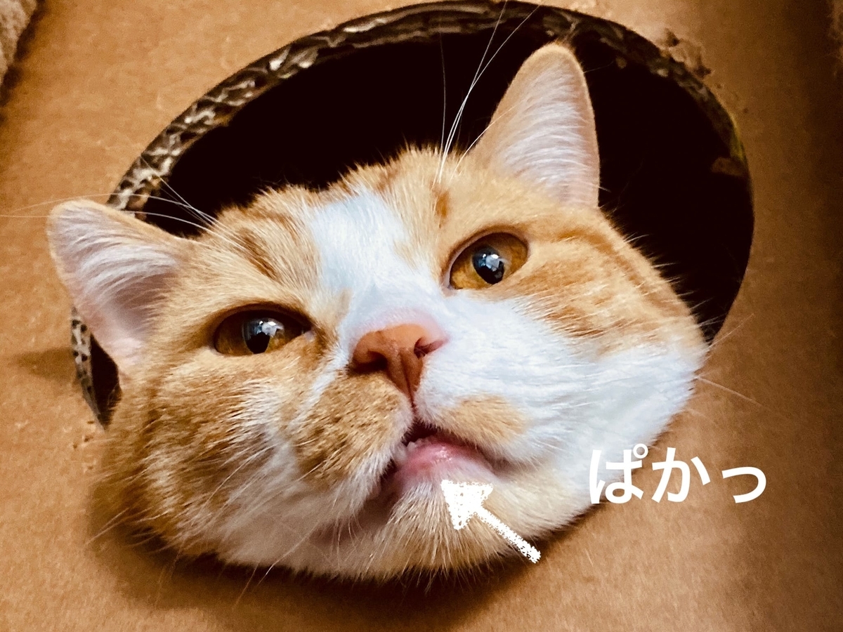 猫学 愛猫の初フレーメン反応記念 フレーメン反応の意味や理由をまとめてみました 短足マンチカン るるである