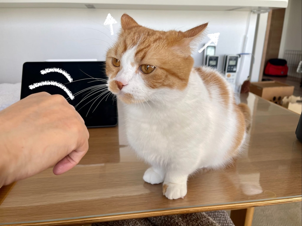 夫の手と遊ぶるるちゃん1