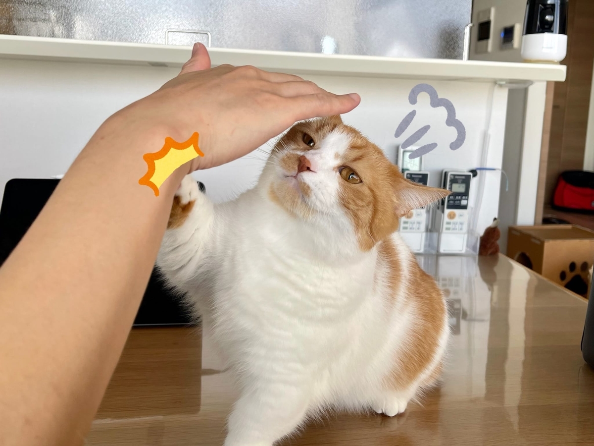 夫の手と遊ぶるるちゃん2