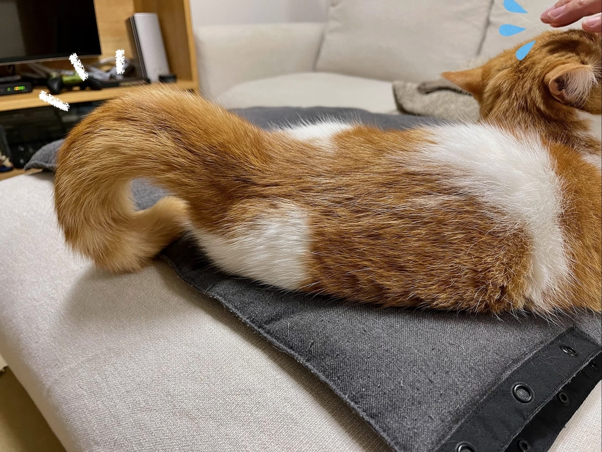 しっぽがまるくなるるるちゃん2