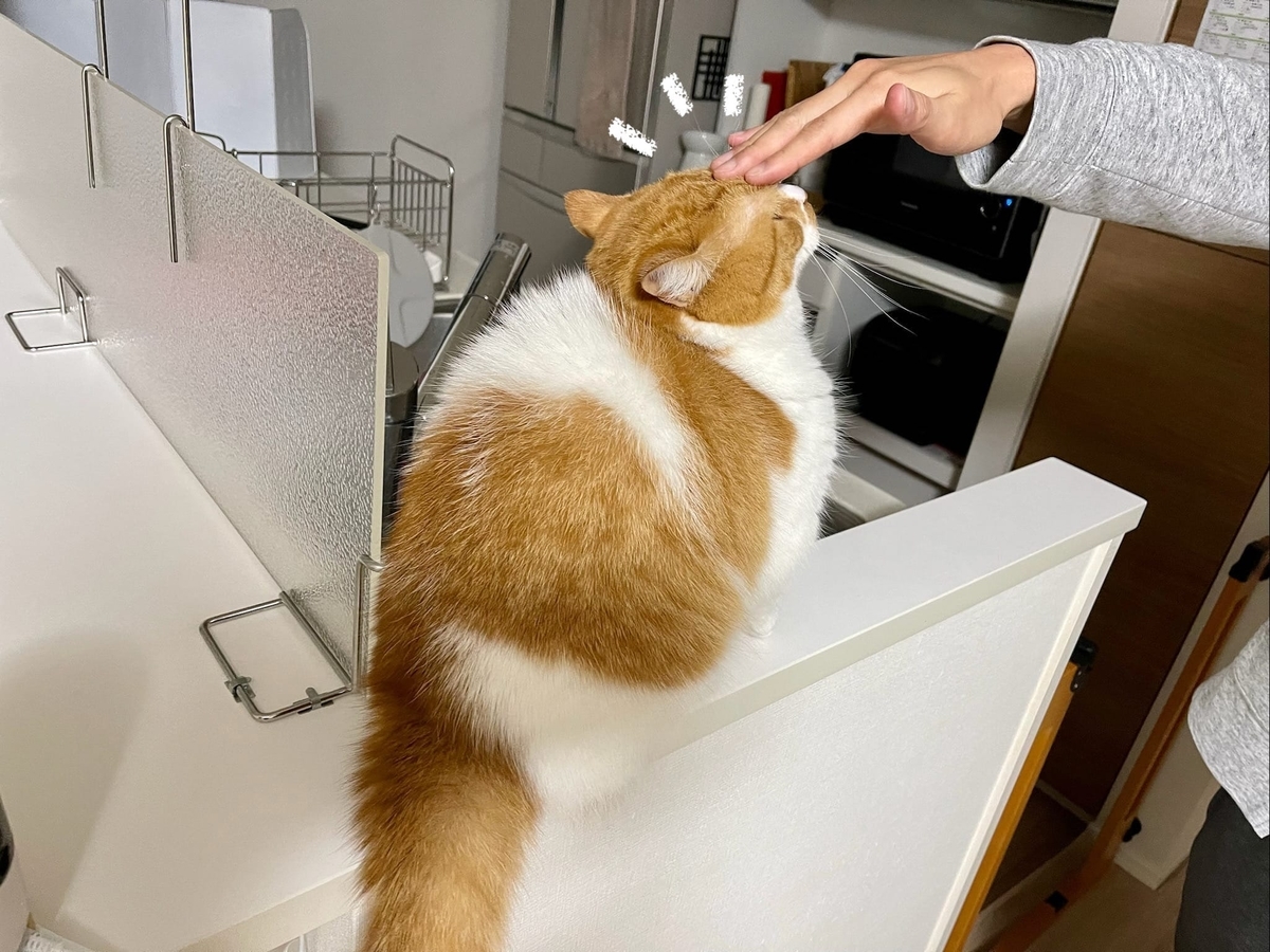 頭を触られて興奮気味のるるちゃん1