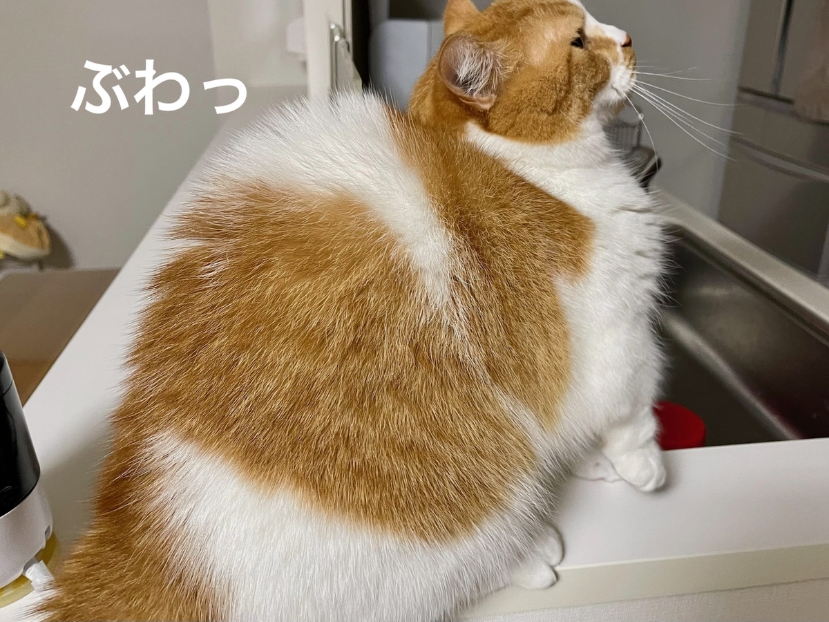 頭を触られて興奮気味のるるちゃん2