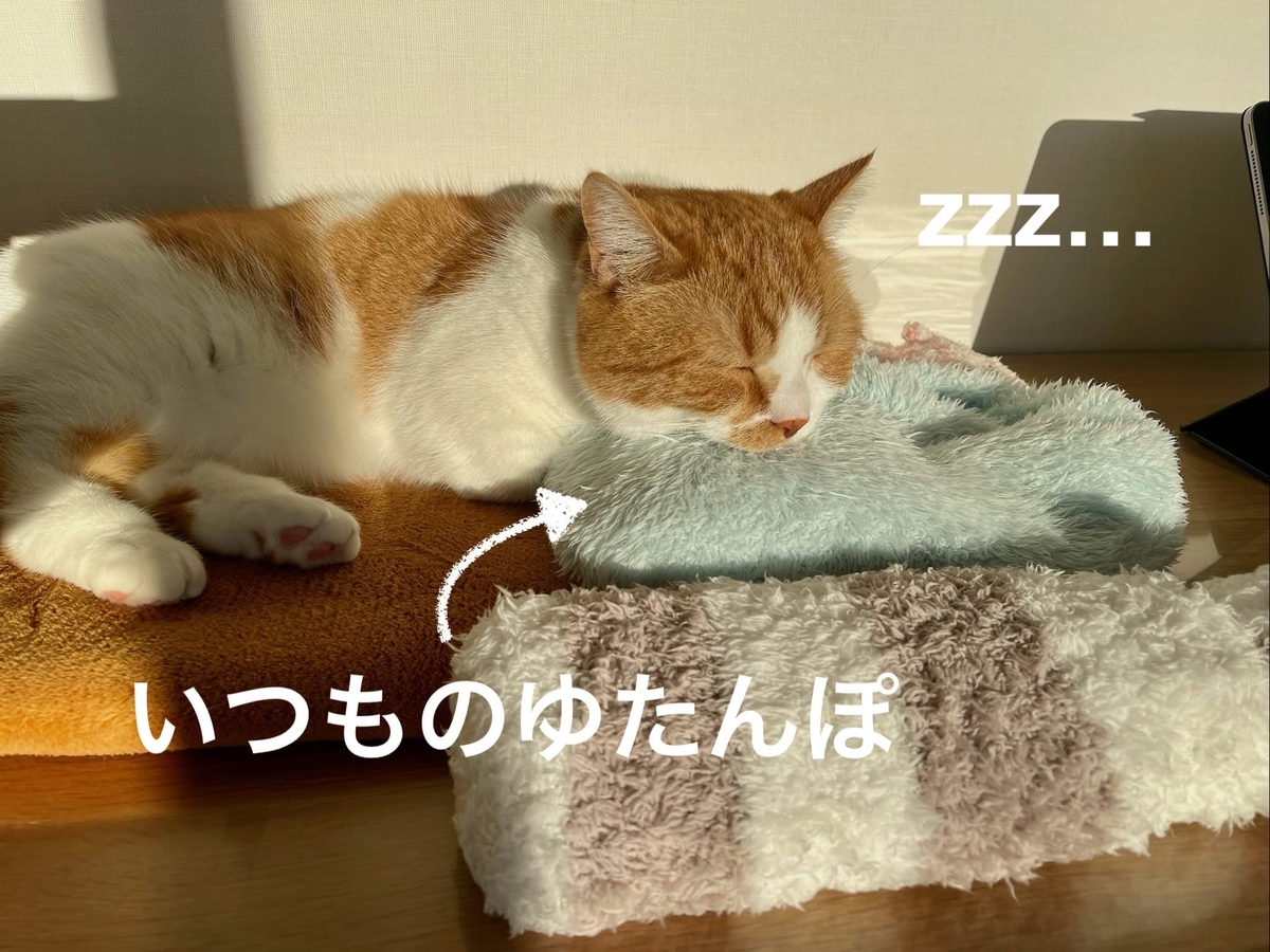 いつもの湯たんぽを枕に眠るるるちゃん