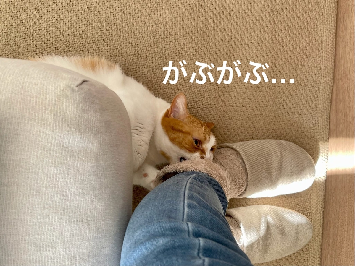 飼い主の足にくっつくるるちゃん2