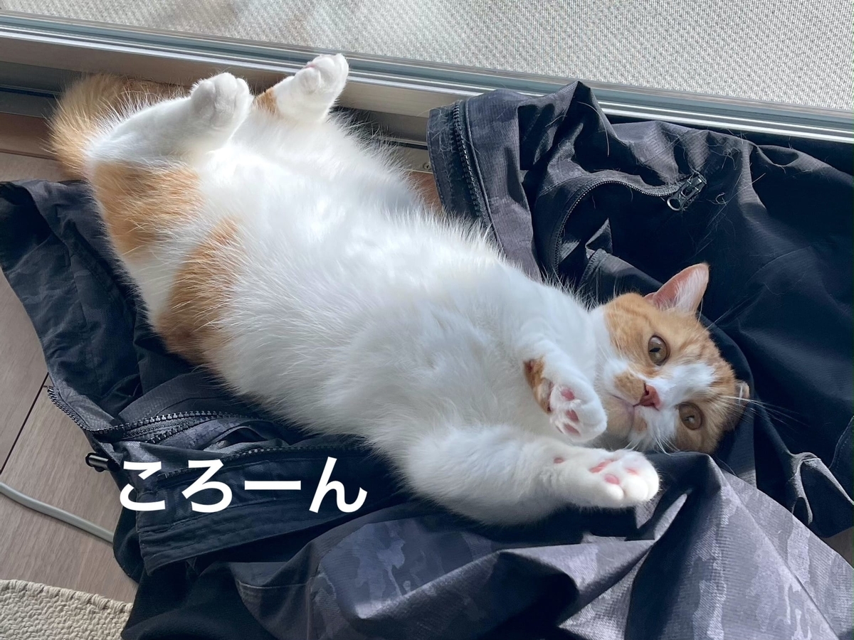 上着の上でごろごろするるるちゃん1