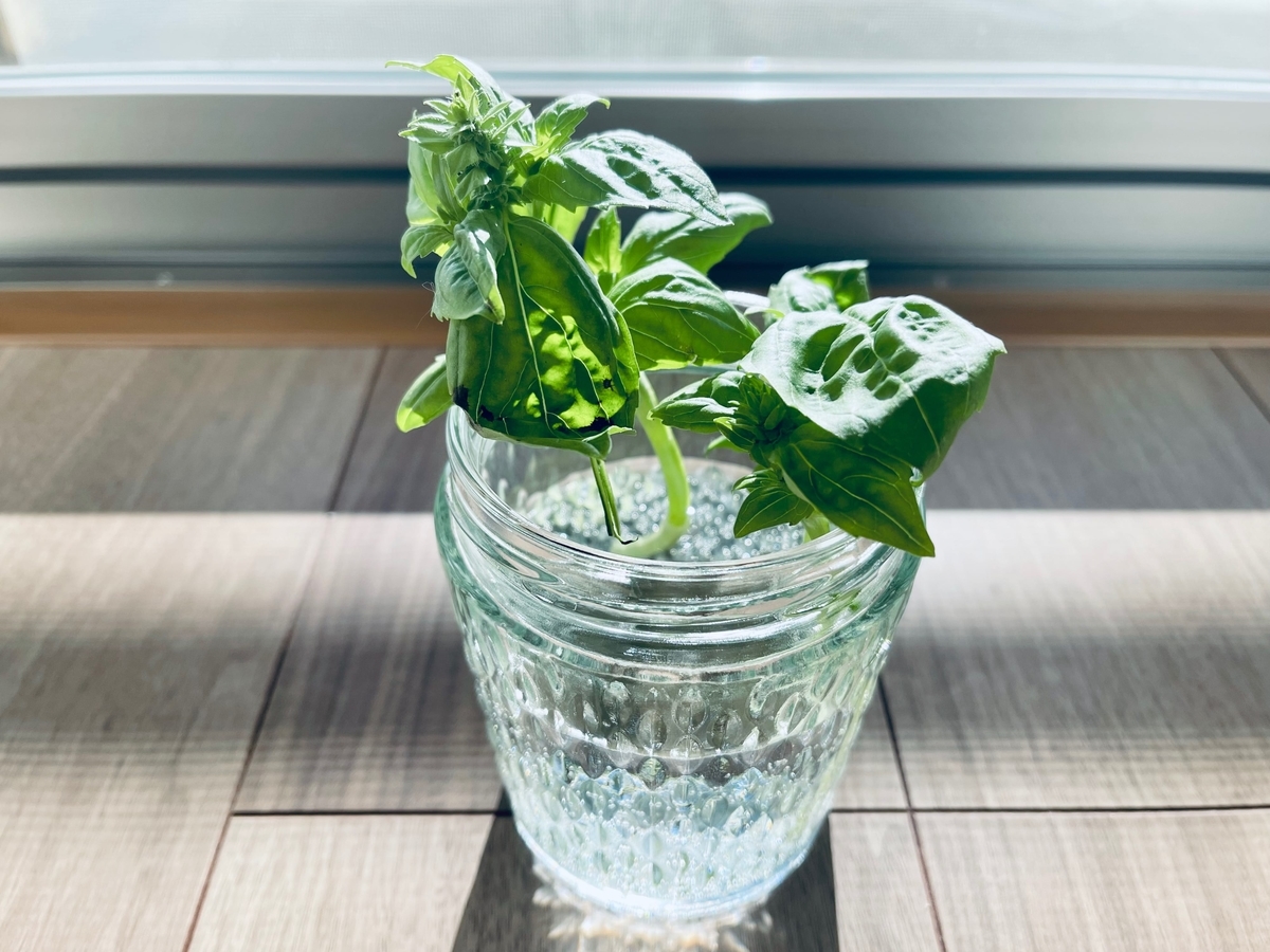 栽培中のバジル