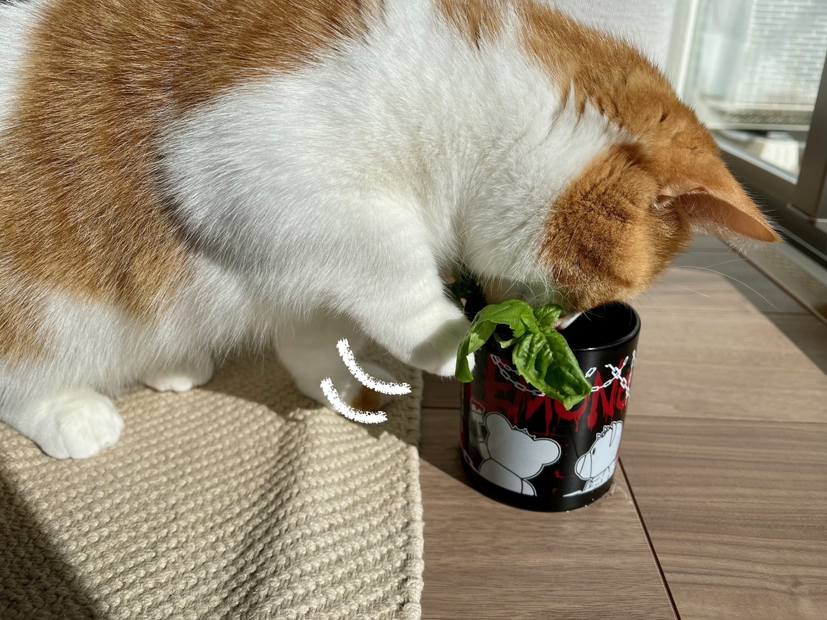 バジルにちょっかいを出するるちゃん1