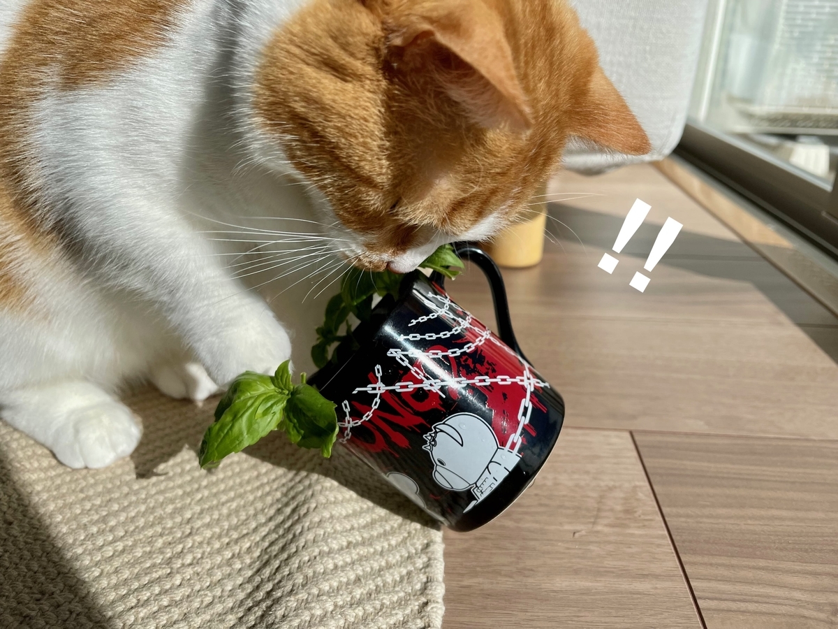 バジルにちょっかいを出するるちゃん2