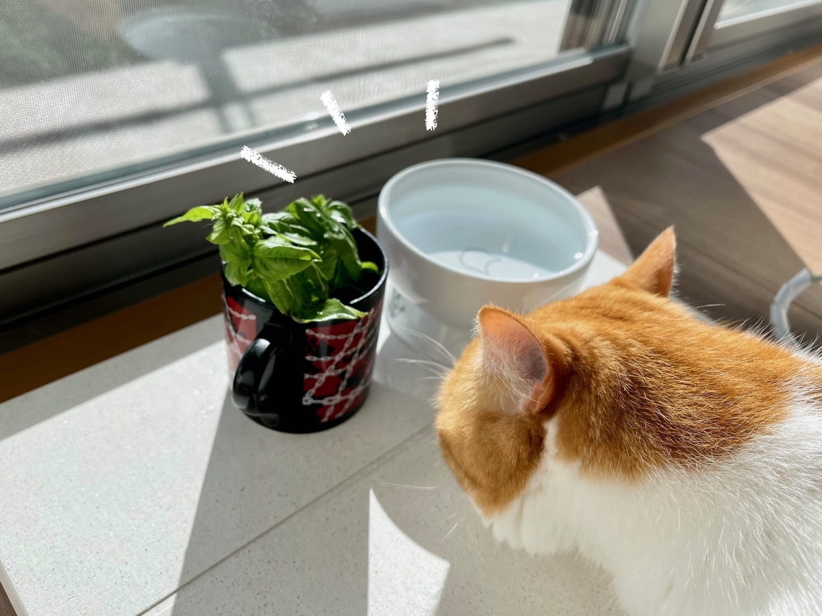 珪藻土の上のバジル