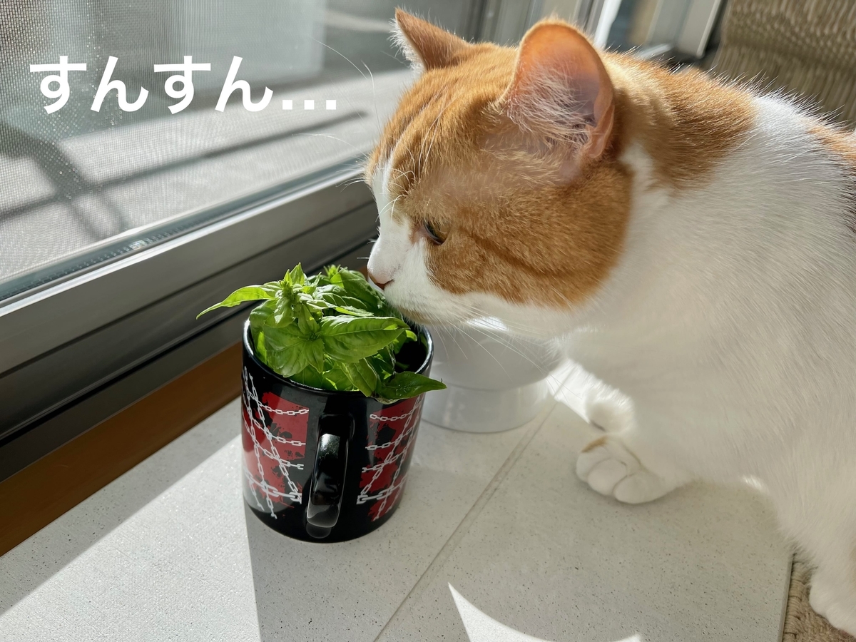 バジルのにおいを嗅ぐるるちゃん