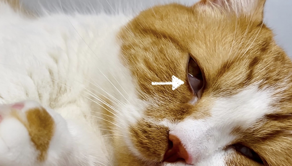 猫学 半目のときに見えるのは白目 猫の瞬膜について説明します 短足マンチカン るるである