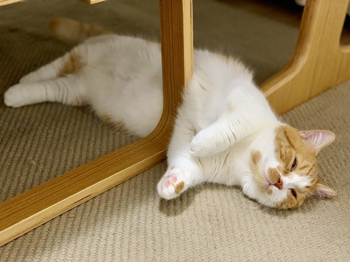 猫学 半目のときに見えるのは白目 猫の瞬膜について説明します 短足マンチカン るるである