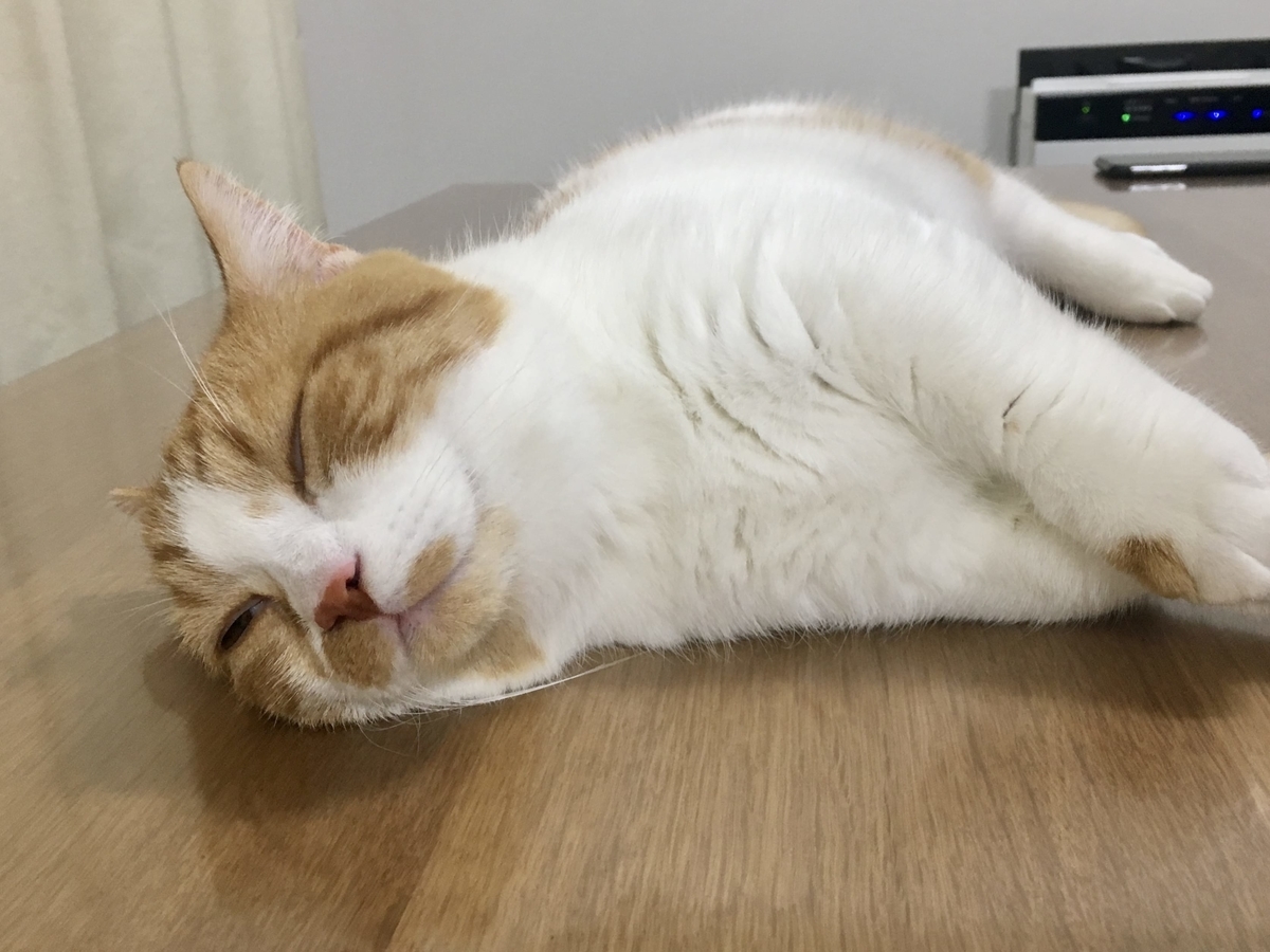 猫学 半目のときに見えるのは白目 猫の瞬膜について説明します 短足マンチカン るるである