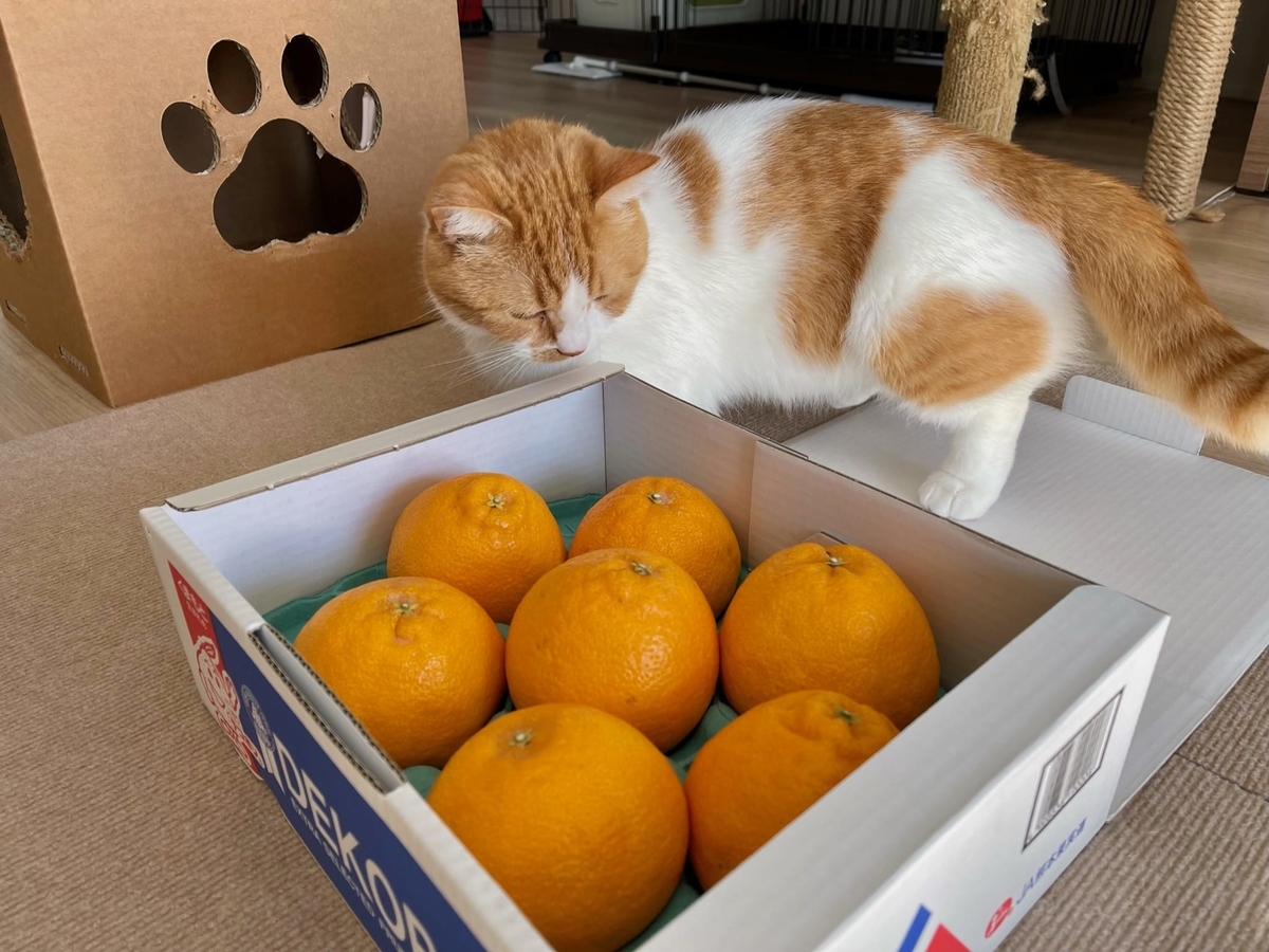 るるちゃんとデコポン