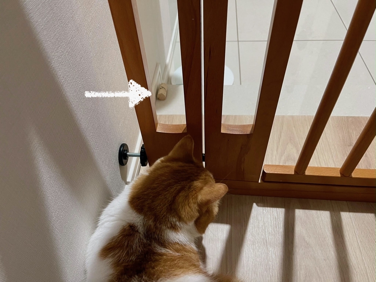 コルクとるるちゃん2