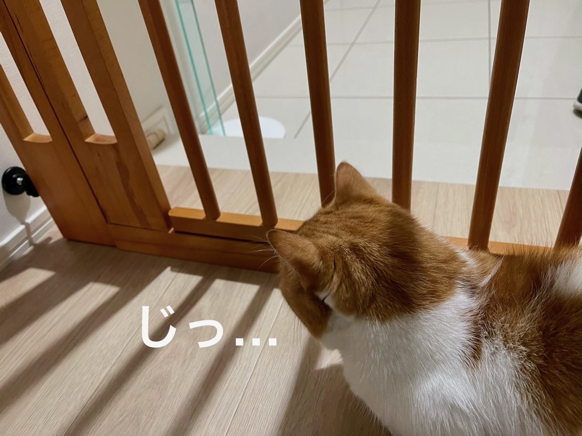 コルクとるるちゃん3