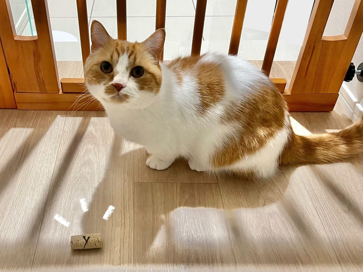 コルクとるるちゃん1