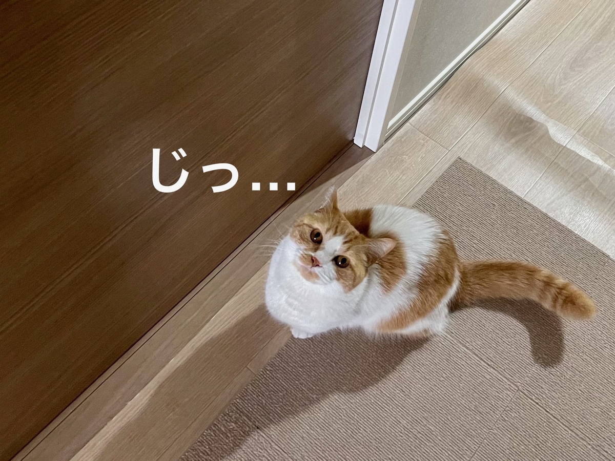 扉の前で待ち伏せするるるちゃん1