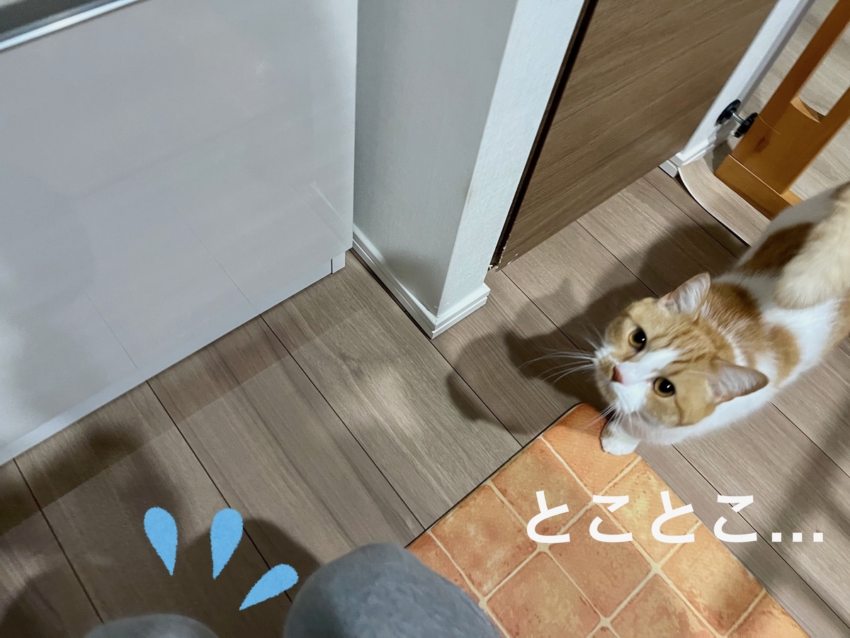 飼い主を心配して近づいてきてくれるるるちゃん1