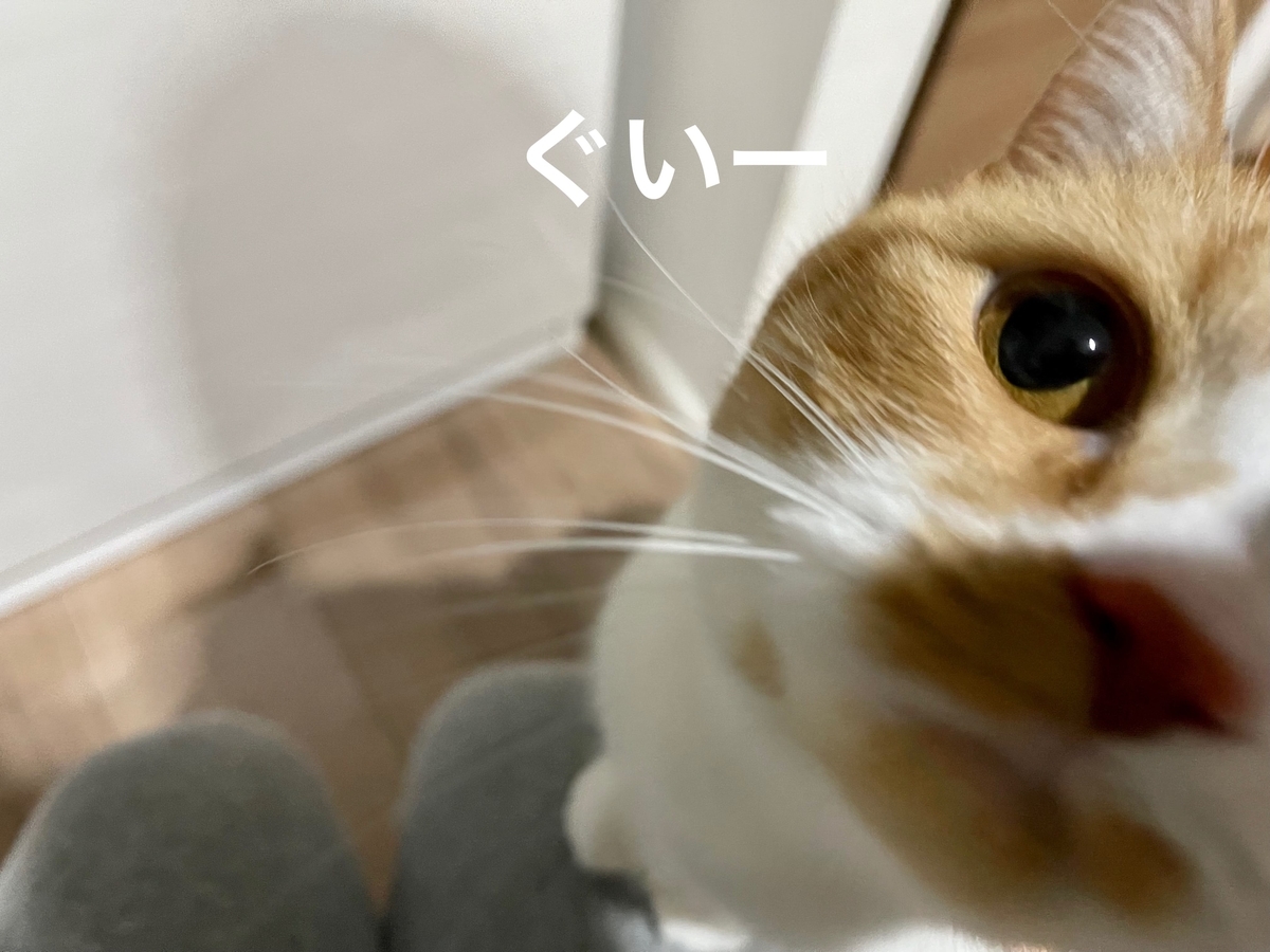 飼い主を心配して近づいてきてくれるるるちゃん2