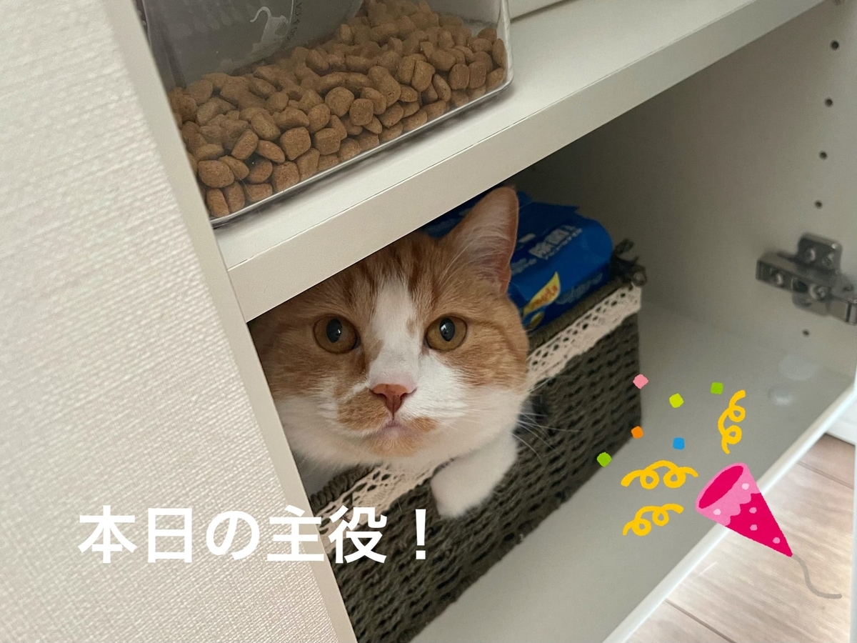 棚の中に入るるるちゃん