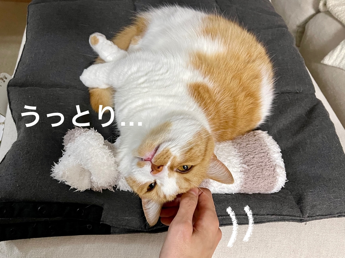 うっとりくつろぐるるちゃん