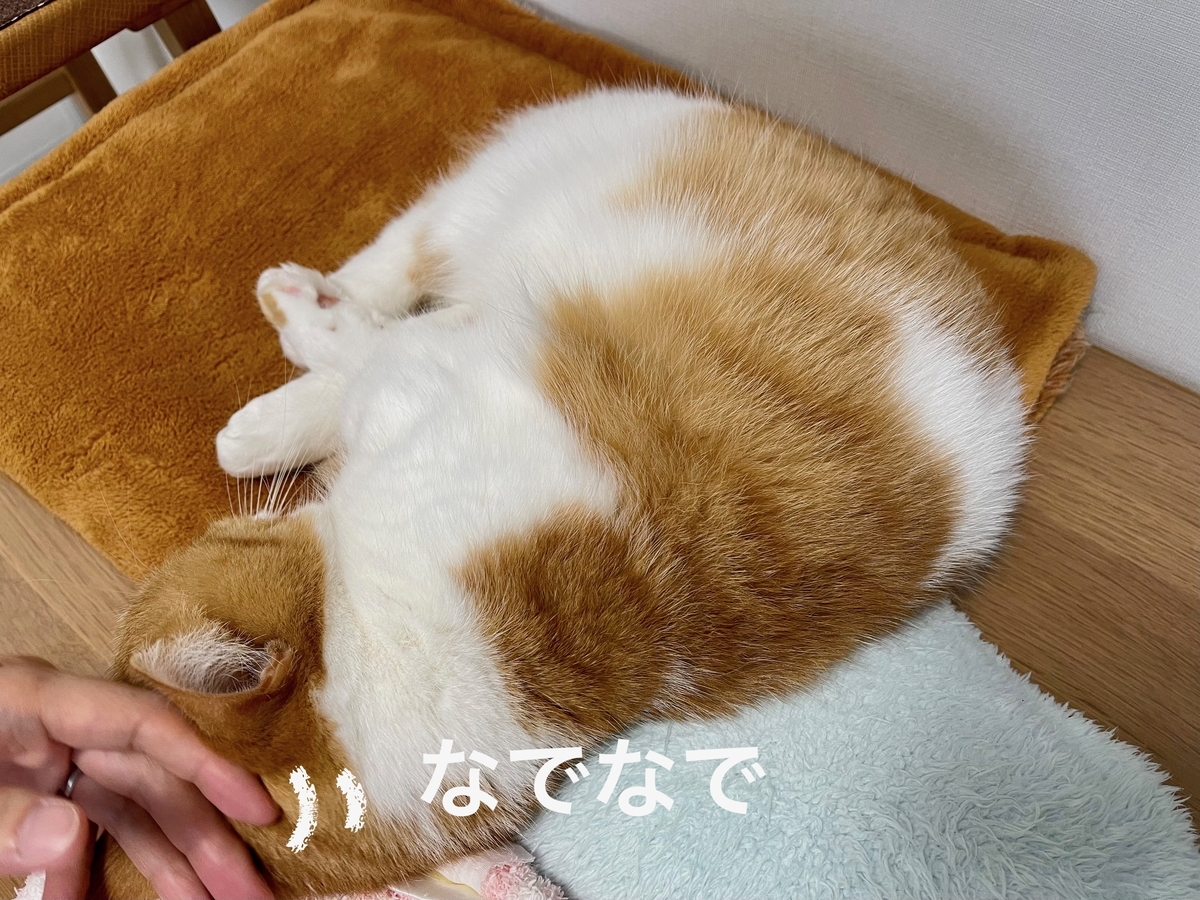 なでなでされるるるちゃん1