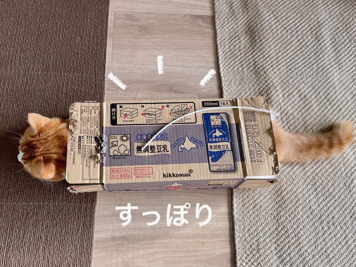 段ボールにすっぽり入るるるちゃん2