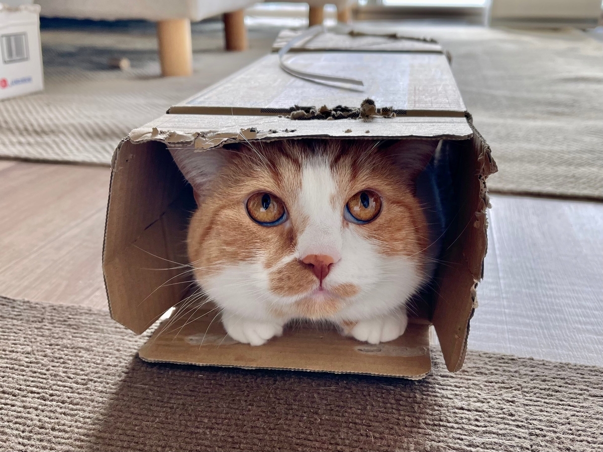 段ボールにすっぽり入るるるちゃん1
