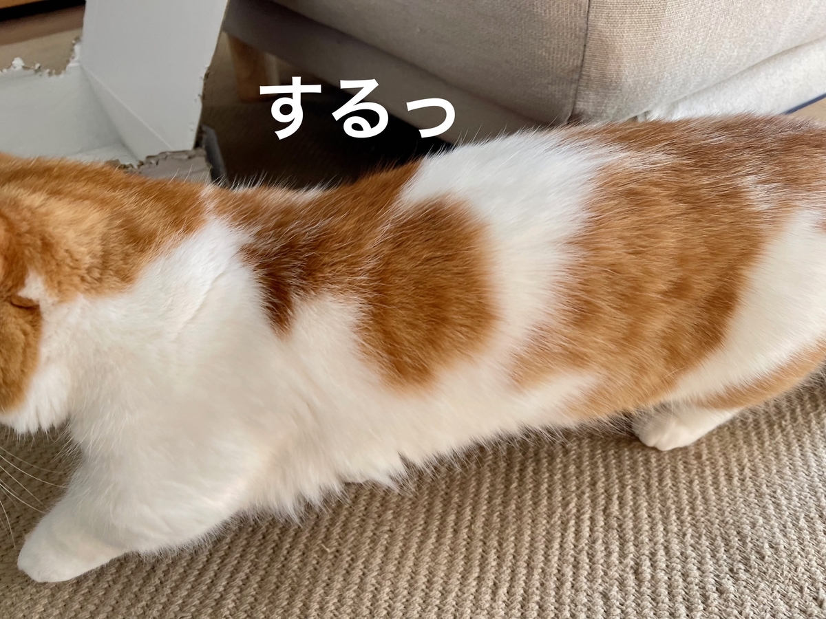 箱からするりと出てくるるるちゃん