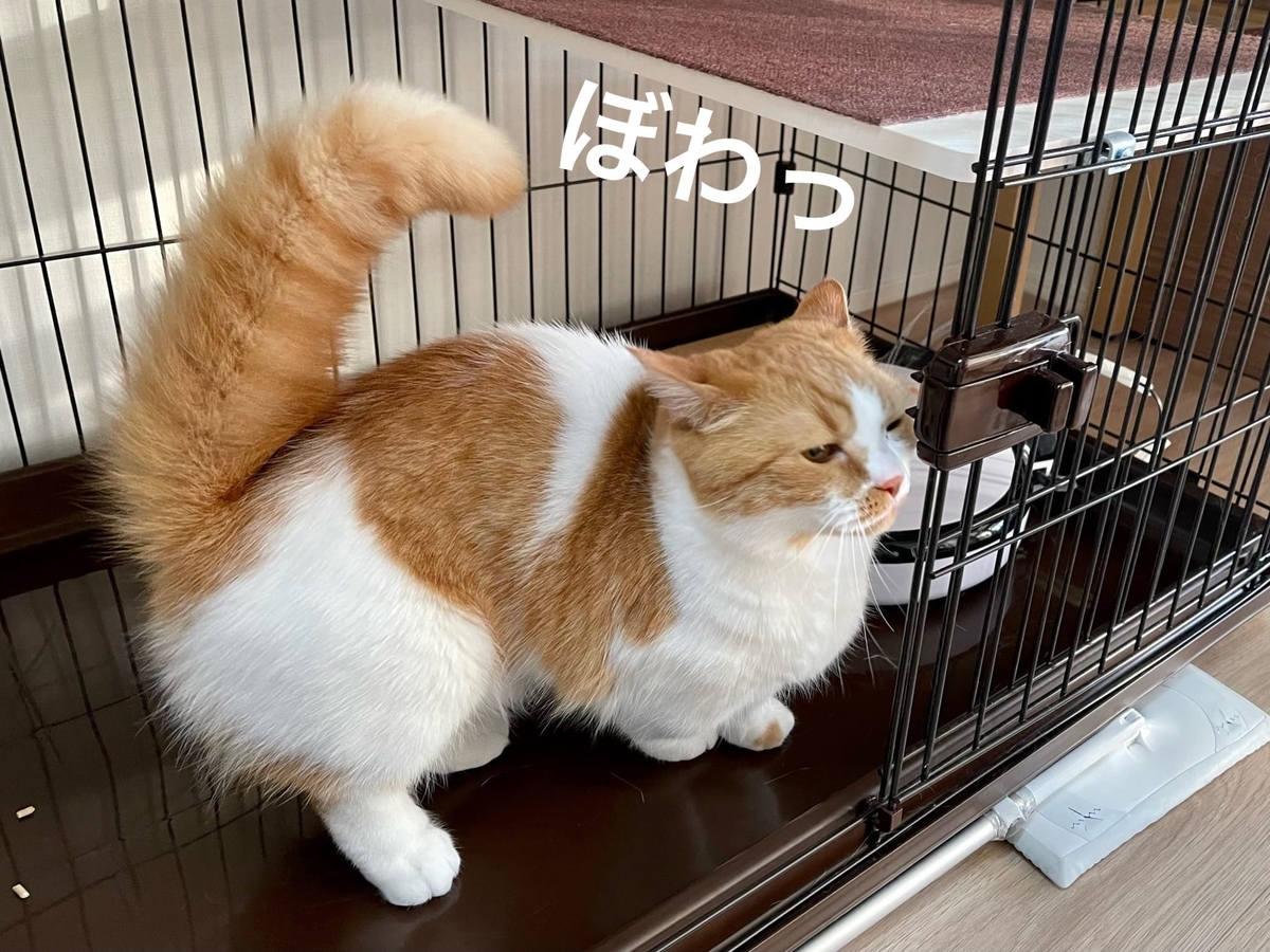 しっぽぼんぼんのるるちゃん2