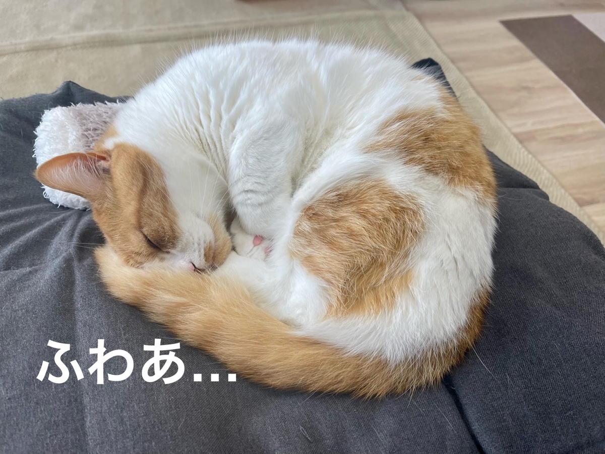 アンモニャイトのるるちゃん2