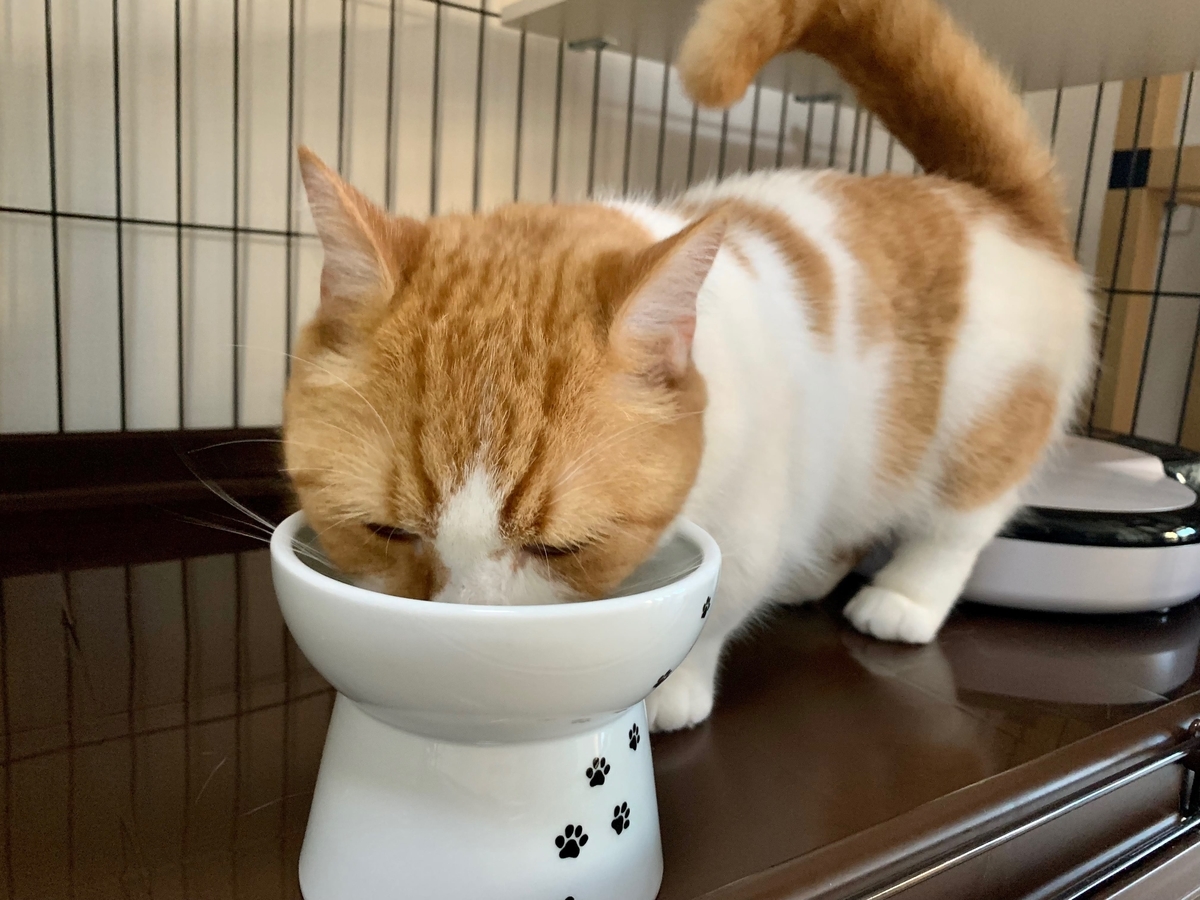 ご飯を食べるるるちゃん