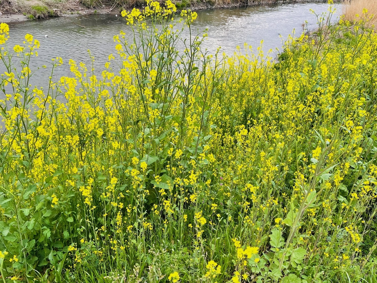 河原の菜の花