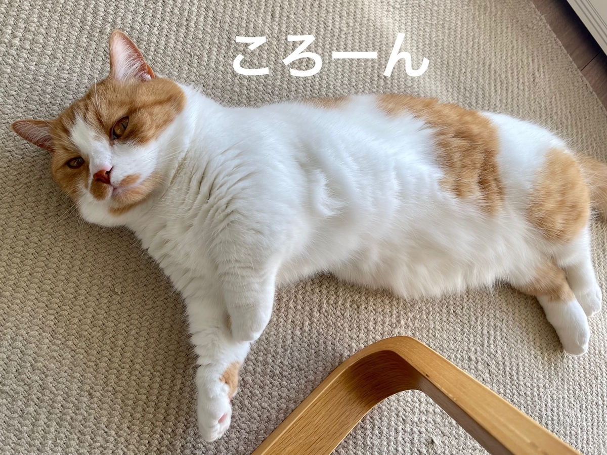 床に転がるるるちゃん1