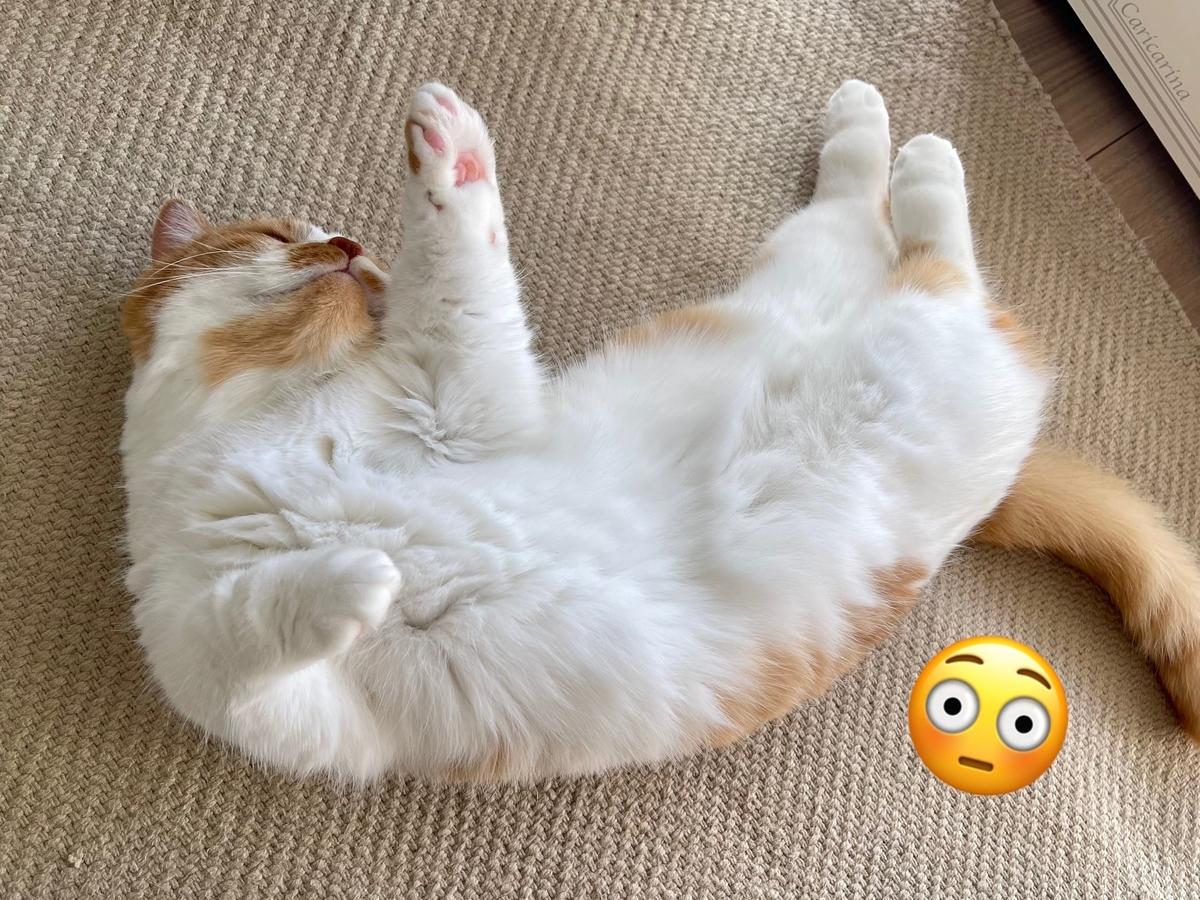 床に転がるるるちゃん2