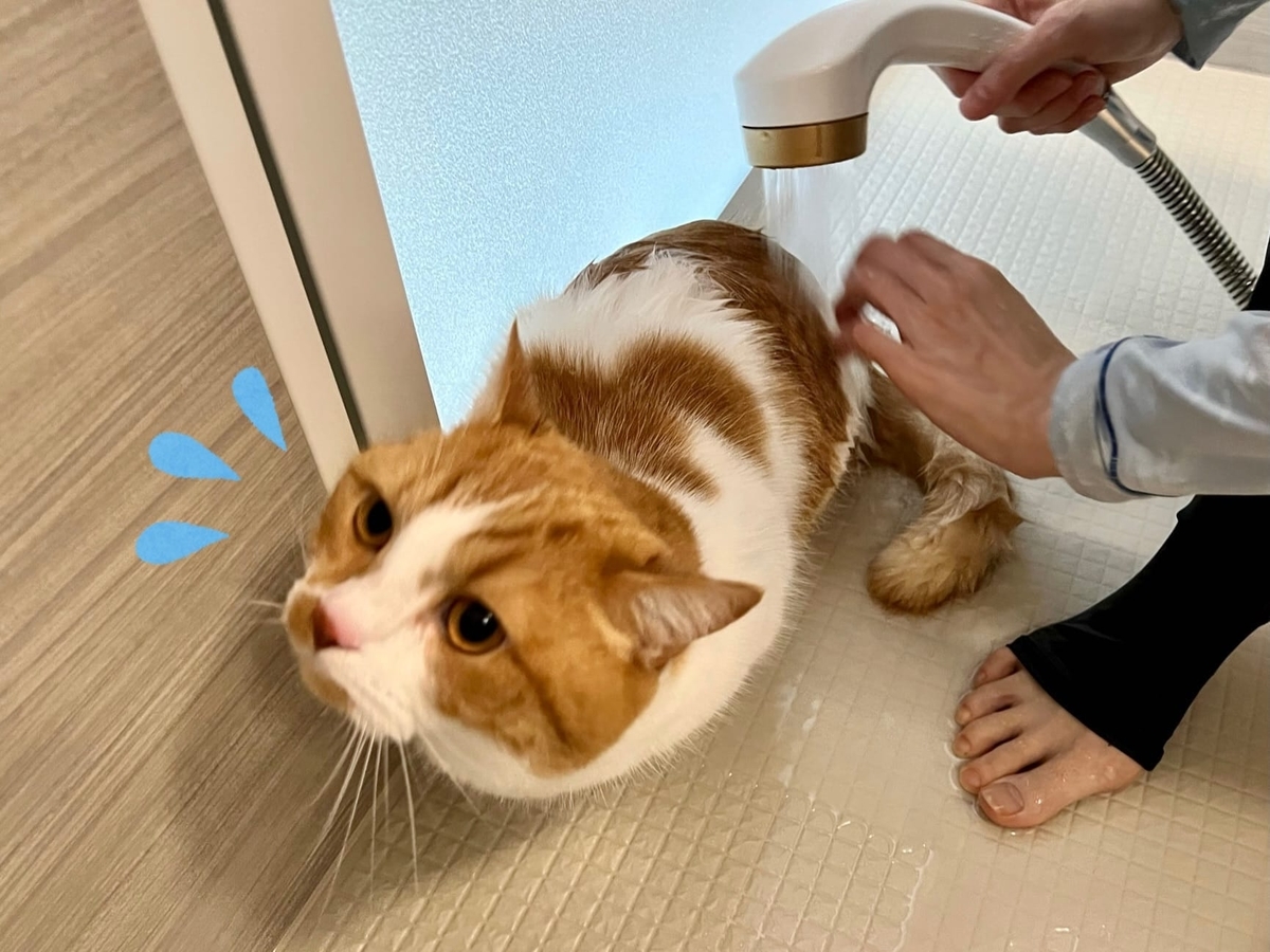 お風呂中のるるちゃん
