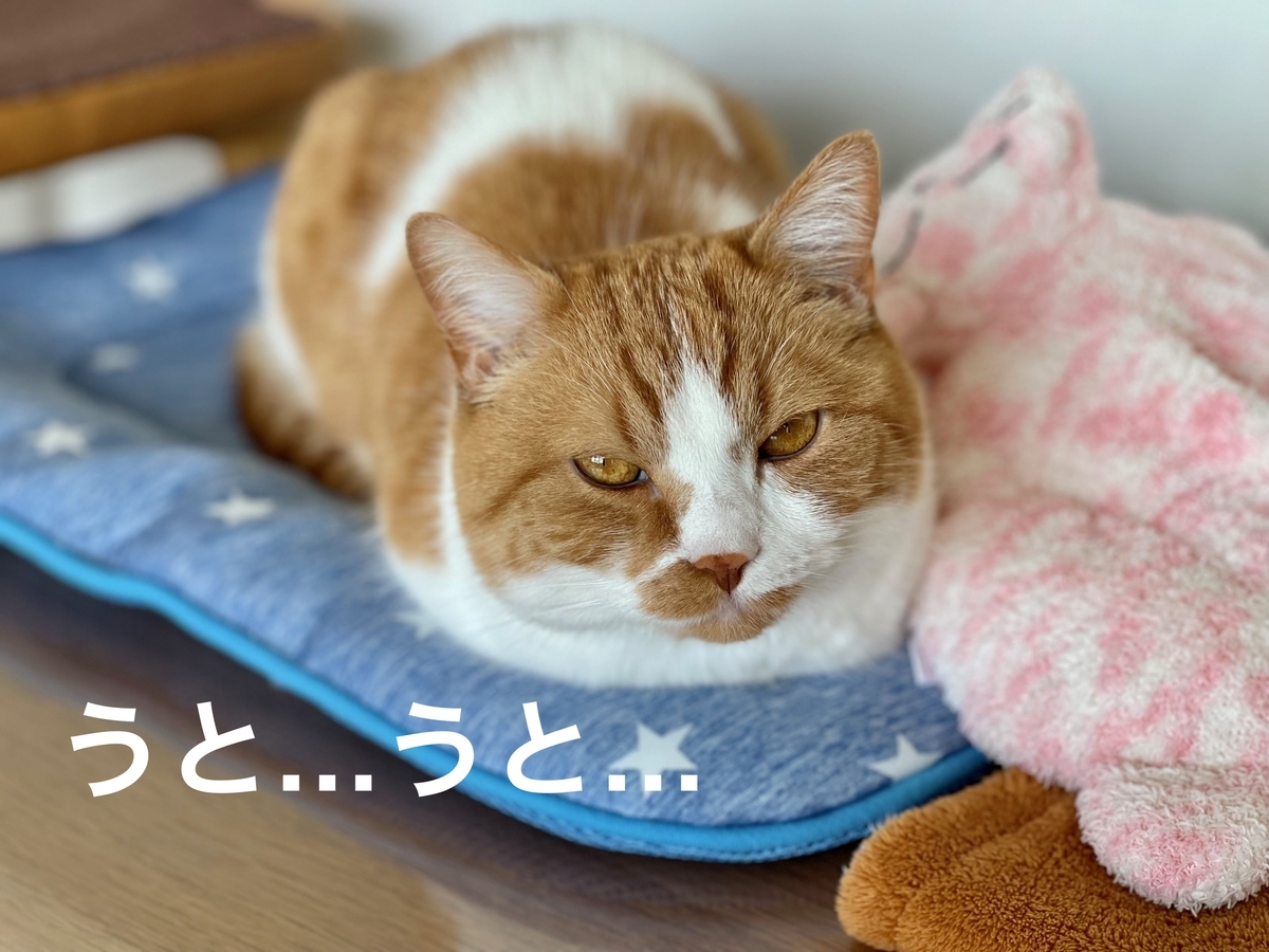 もちもちのるるちゃん1