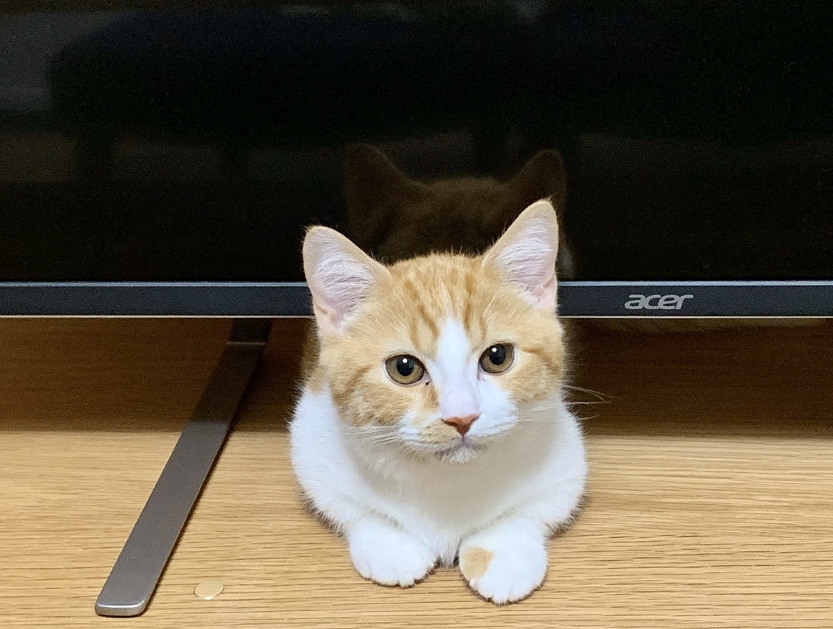 わがやに来たばかりの子猫るるちゃん
