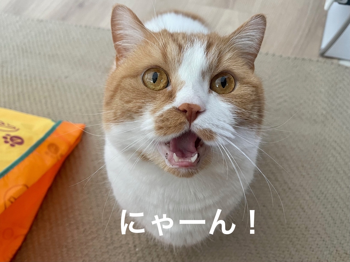 飼い主を見つめるるるちゃん2