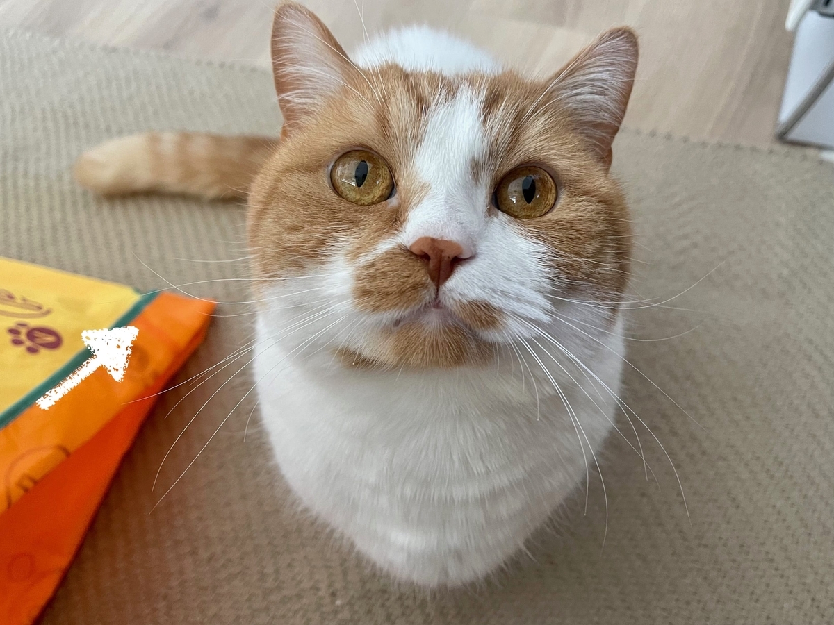 飼い主を見つめるるるちゃん1