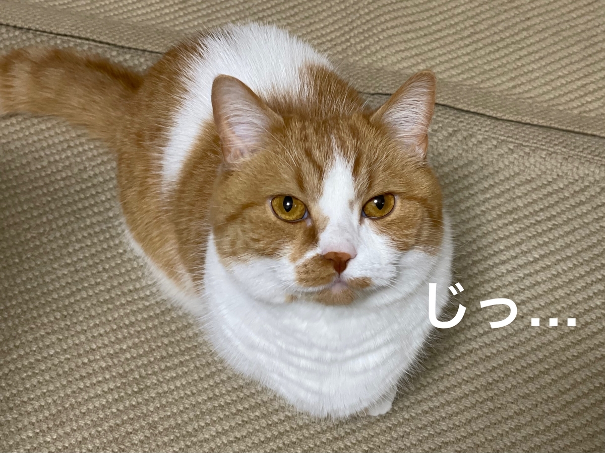 飼い主を見つめるるるちゃん3