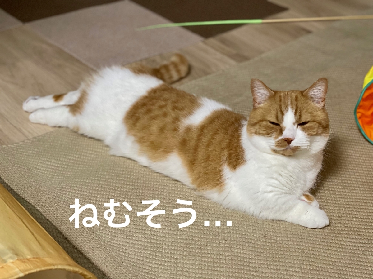 飼い主を見つめるるるちゃん4