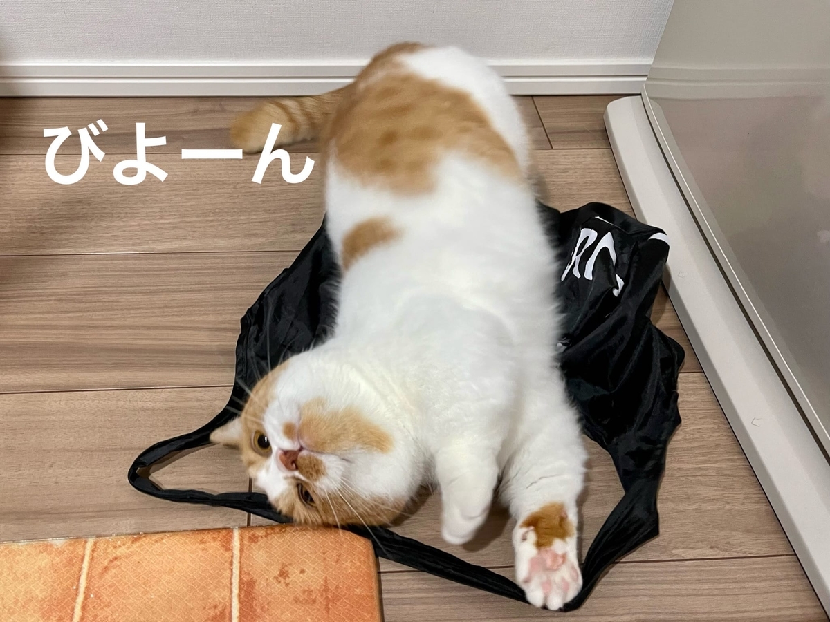 エコバッグが気になるるるちゃん3