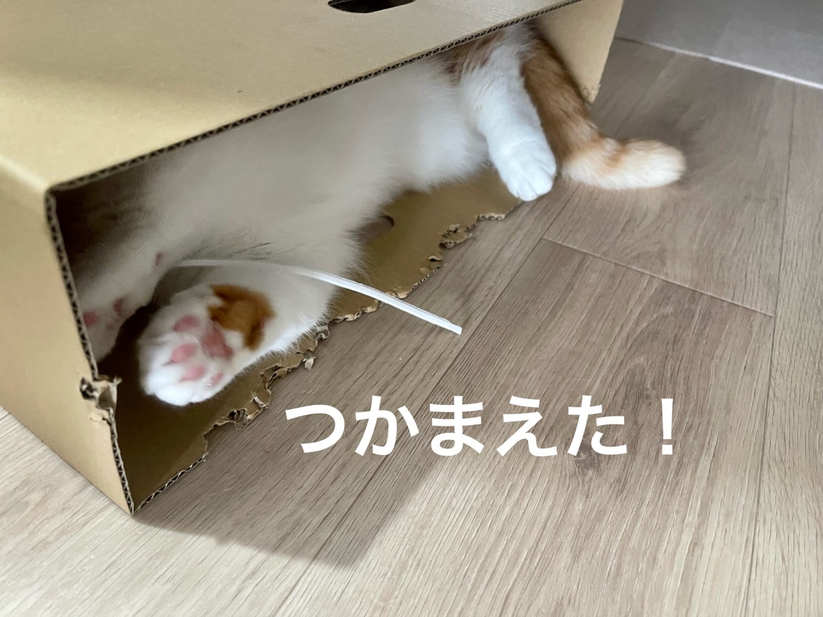 箱の中で遊ぶるるちゃん3